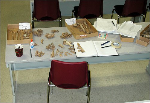 Bone Lab