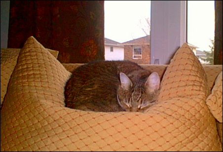 Tia curled up on the couch cushions.