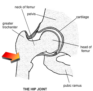 Illustration of hip joint