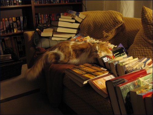 Rollie reclining on the bookpile.