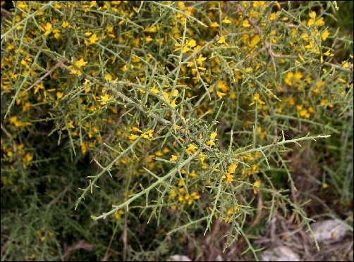 Born-Dead, during its active phase.