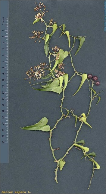 Smilax aspera - this doesn't truly convey the horror. Also, ours wasn't fruiting or flowering.